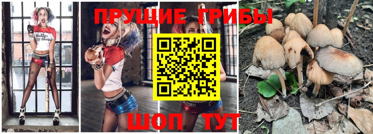 Кимовск  Псилоцибиновые грибы прущие грибы  Галлюциногенные грибы Psilocybe  цена наркотик  Вход с VPN 